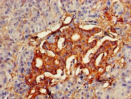VAV3 Antibody