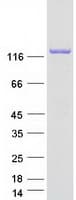 Human CS1 / CLSTN1 Protein (Recombinant Myc-DDK (Flag))