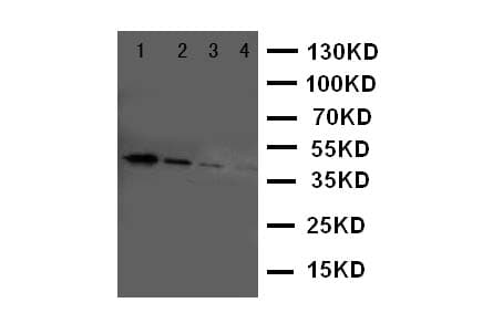 ERBB4 / HER4 Antibody (aa35-51)