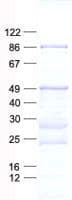 Human CCDC13 Protein (Recombinant His, N-Terminal)