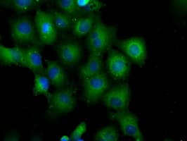 Monoclonal Mouse anti-Human PDE4A / PDE4 Antibody (clone OTI1E3, IF, WB)