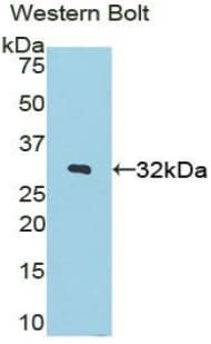 STAMBP / AMSH Antibody (aa166-406)