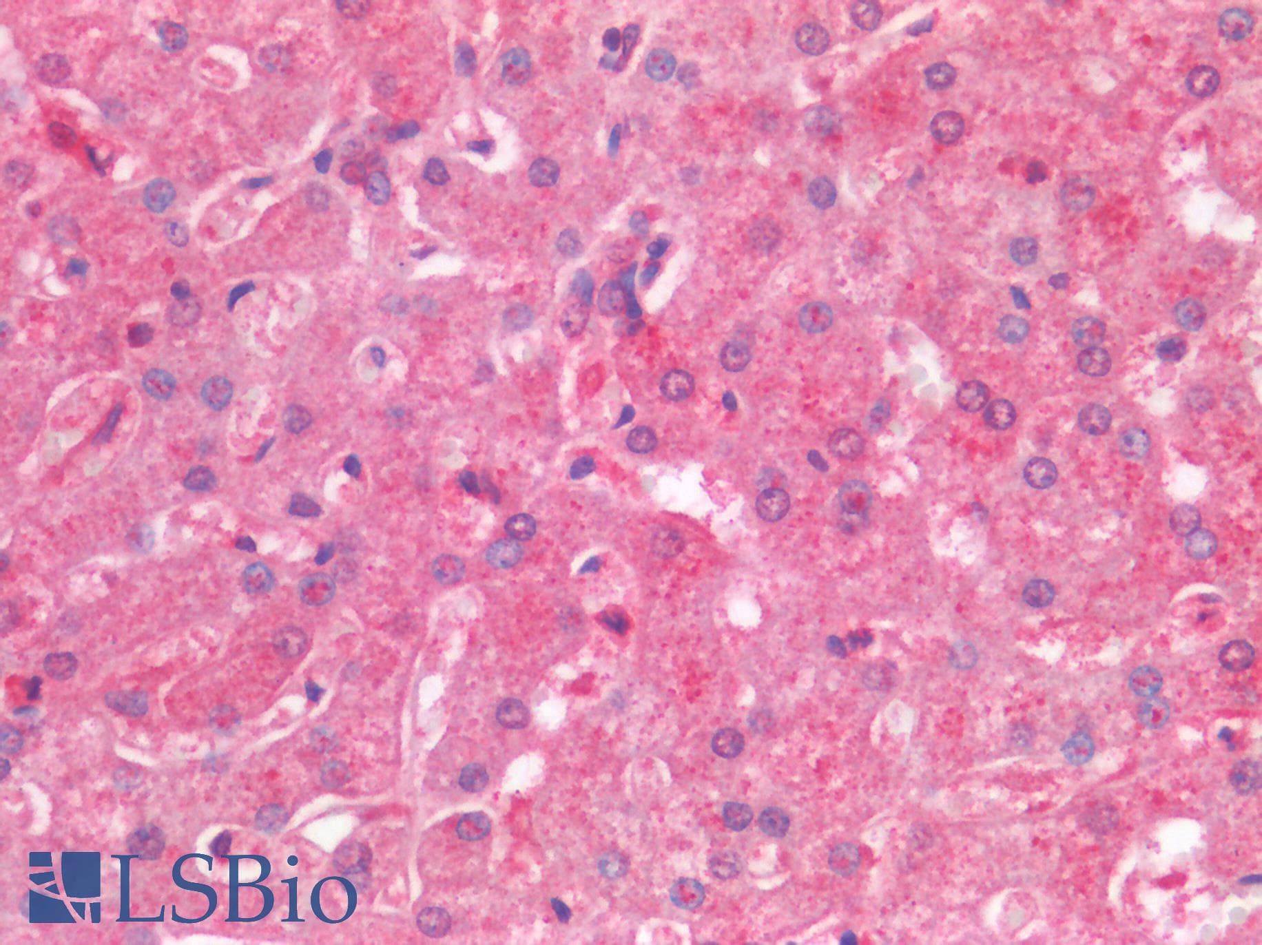 PathPlus™ BRAF / B-Raf Antibody