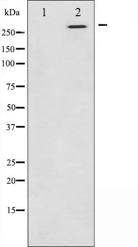 CEP290 Antibody