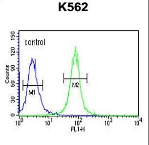 Polyclonal Rabbit anti-Human SLC7A10 / Asc-1 Antibody (aa495-523, WB)