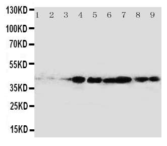 CRKL Antibody (aa286-303)