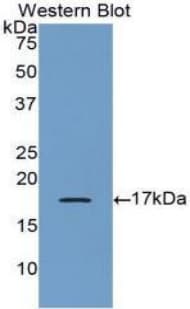 BMP6 Antibody (aa375-513, Biotin)