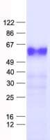 Human ZNF70 Protein (Recombinant His, N-Terminal)
