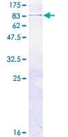 Human FARS2 Protein (Recombinant GST)