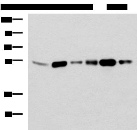 BECN1 / Beclin-1 Antibody