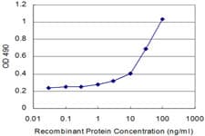 Monoclonal Mouse anti-Human AKT1 Antibody (clone 4B9, WB)