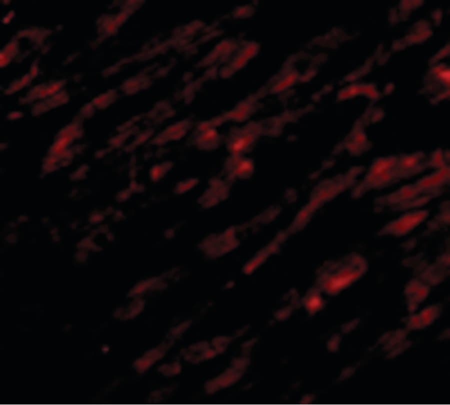 IHC-plus™ UNG / Uracil DNA Glycosylase Antibody