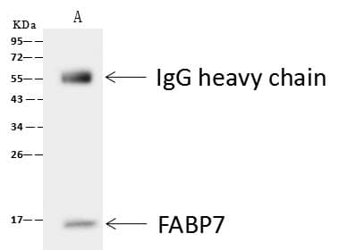 FABP7 / BLBP / MRG Antibody (Preservative Free)