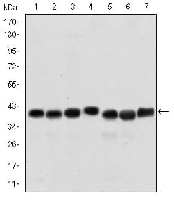 SMN1 Antibody (clone 2F1)