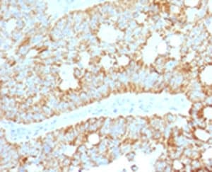 MAML2 Antibody (clone MMLP2-1)