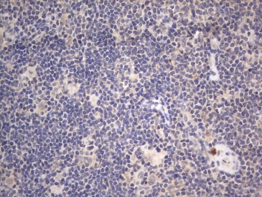 DDOST / OST48 Antibody (aa131-378, clone OTI2B4)