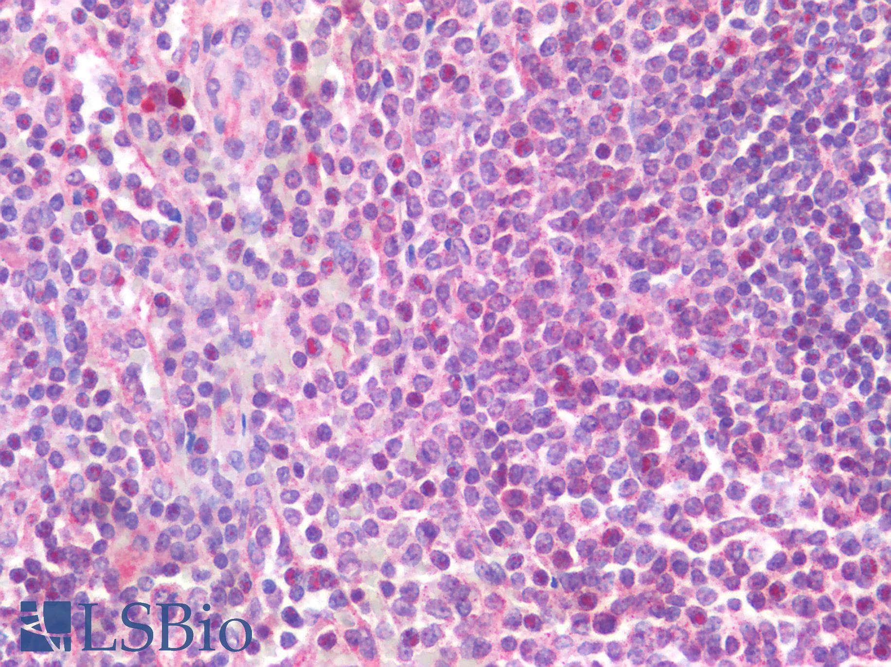 IHC-plus™ IL-33 Antibody