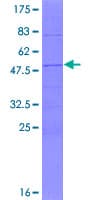 Human C11orf88 Protein (Recombinant GST)