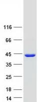 Human QKI Protein (Recombinant Myc-DDK (Flag))