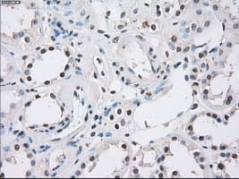 Monoclonal Mouse anti-Human CD32A Antibody (clone OTI16E7, IHC, IF, WB)