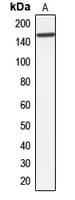 ABCC10 Antibody (Internal)