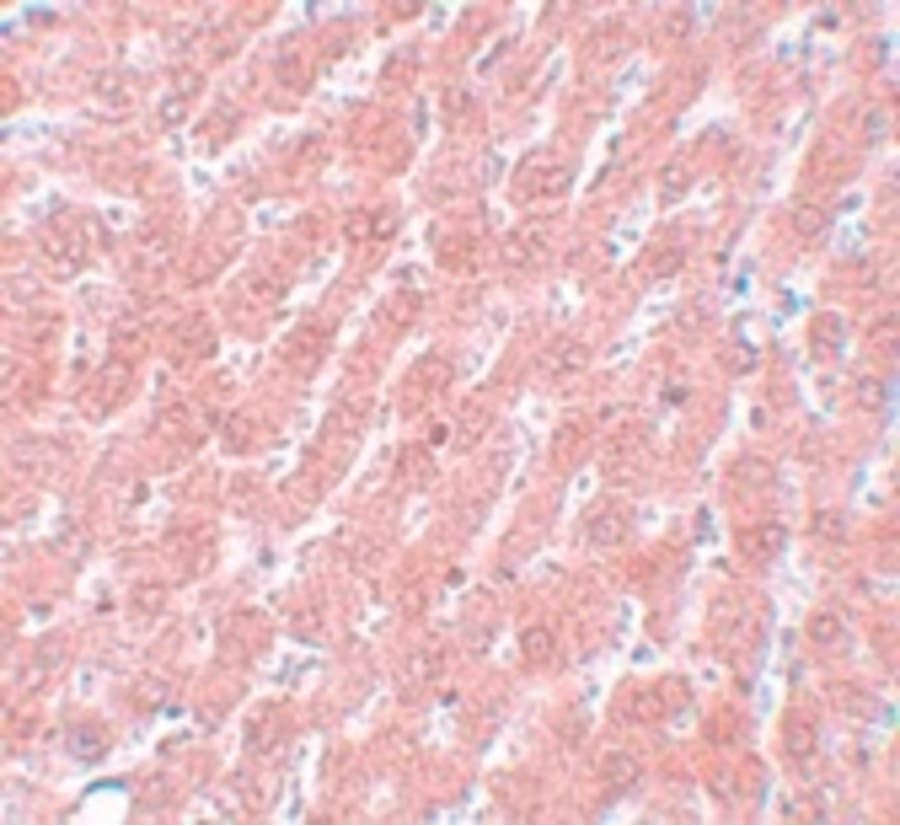 Polyclonal Rabbit anti-Human POU5F1 / OCT4 Antibody (IHC, WB)
