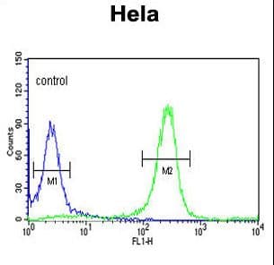 Polyclonal Rabbit anti-Human SYN / FYN Antibody (aa1-30, IHC, WB)