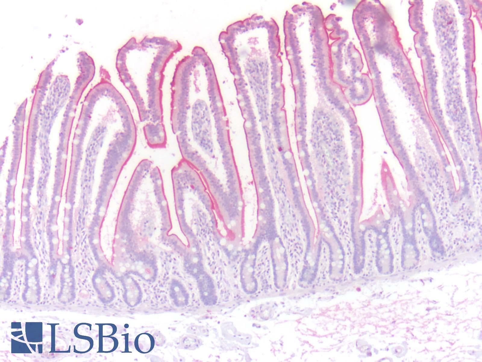 PathPlus™ ADRB3 Antibody (N-Terminus)