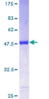 Human TAGLN3 / Neuronal Protein 22 (Recombinant GST)