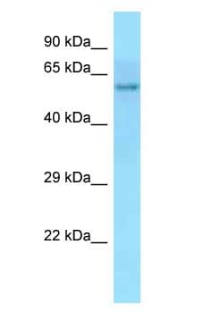 POC5 Antibody (C-Terminus)