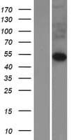 FIBCD1 Protein (Over-Expression Lysate Myc-DDK (Flag))