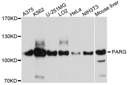 IHC-plus™ PARG Antibody
