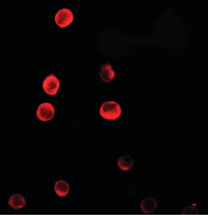 IHC-plus™ C1orf64 Antibody