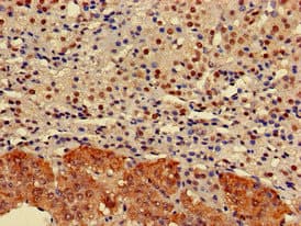 ELMOD2 Antibody