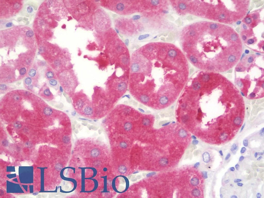 IHC-plus™ Polyclonal Rabbit anti-Human CDC42EP2 Antibody (aa10-59, IHC, WB)