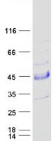 Human SNX21 Protein (Recombinant Myc-DDK (Flag))