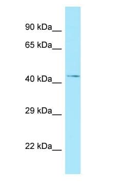 NADK / NAD Kinase Antibody (aa342-391)