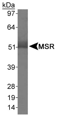 MSR1 / CD204 Antibody (aa300-400, DY488)