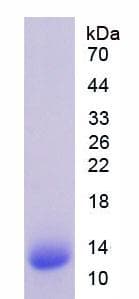 Bovine ANGPTL4 Protein (Recombinant His)