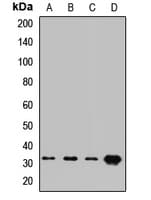 ATP4B Antibody