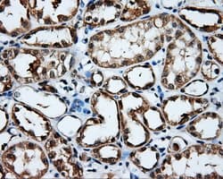 Monoclonal Mouse anti-Human MCL1 / MCL 1 Antibody (clone OTI9C9, IHC, IF, WB)