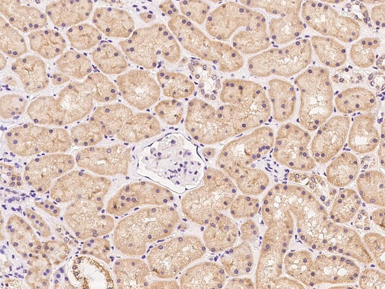 BEND7 Antibody