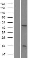 ARL13B Protein (Over-Expression Lysate Myc-DDK (Flag))