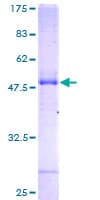 Human TSC501 / NAT8 Protein (Recombinant GST)