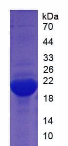 Bovine MB / Myoglobin Protein (Recombinant 6His, N-terminus)