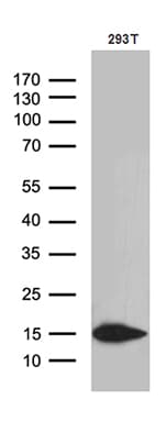 Monoclonal Mouse anti-Human CHCHD10 Antibody (clone OTI3D7, aa17-142, WB)