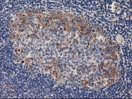 PLEKHA3 Antibody (clone OTI5D11, Carrier-free)