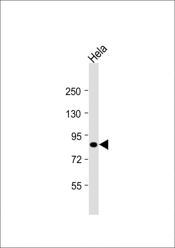 HNRNPUL2 Antibody (aa337-350)