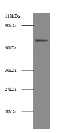 ALPI / Alkaline Phosphatase Antibody
