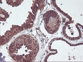 CNDP2 Antibody (clone OTI8A2, Carrier-free)
